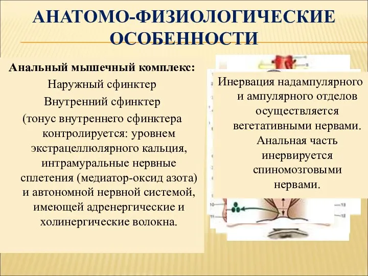 АНАТОМО-ФИЗИОЛОГИЧЕСКИЕ ОСОБЕННОСТИ Длина прямой кишки 15-16см Длина анального канала 2,5-4,0см