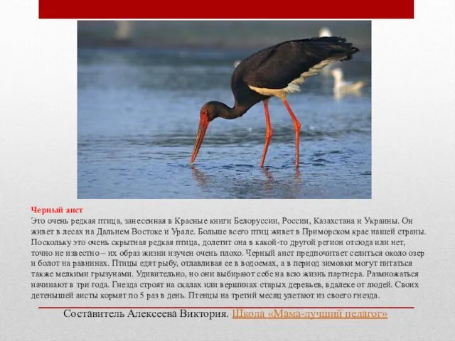 Черный аист Это очень редкая птица, занесенная в Красные книги Белоруссии, России, Казахстана