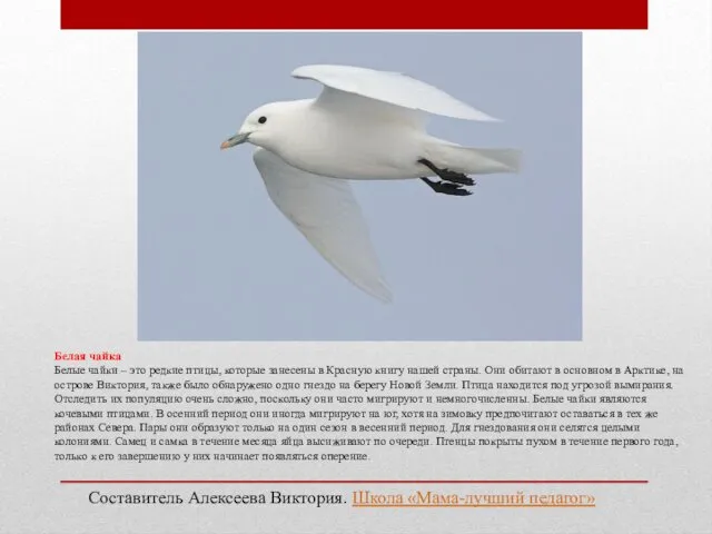 Белая чайка Белые чайки – это редкие птицы, которые занесены в Красную книгу