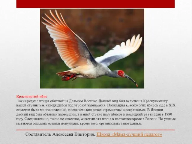 Красноногий ибис Такие редкие птицы обитают на Дальнем Востоке. Данный вид был включен