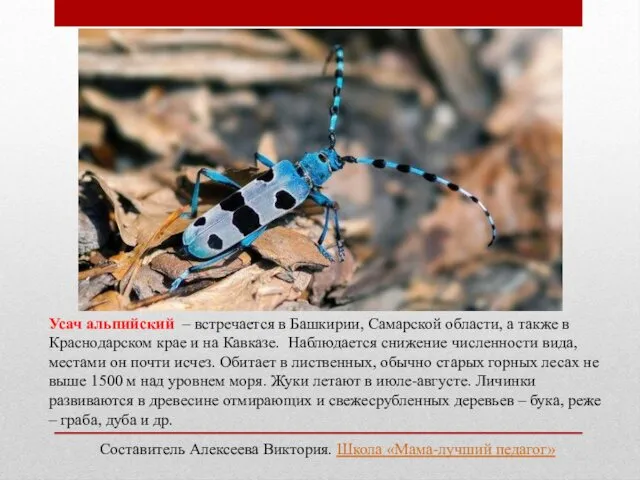 Усач альпийский – встречается в Башкирии, Самарской области, а также в Краснодарском крае