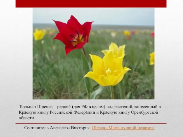 Тюльпан Шренка – редкий (для РФ в целом) вид растений, занесенный в Красную