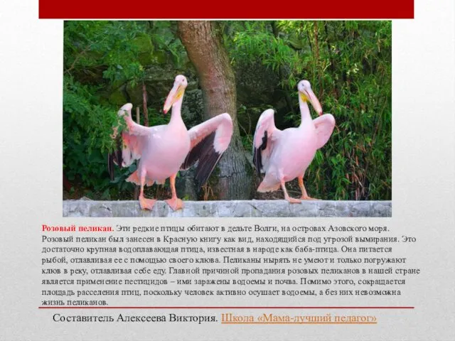 Розовый пеликан. Эти редкие птицы обитают в дельте Волги, на островах Азовского моря.