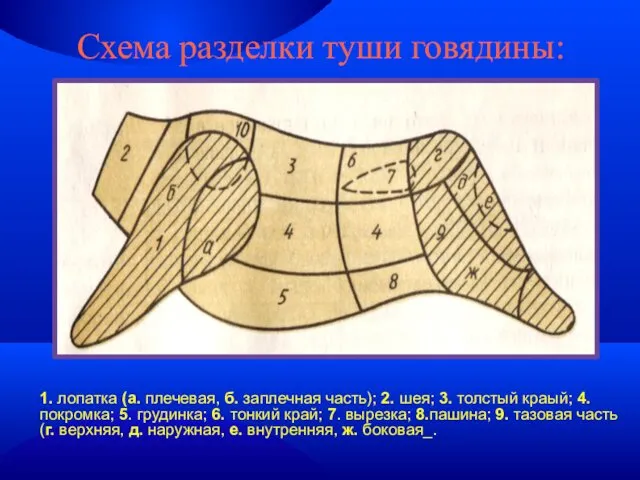 Схема разделки туши говядины: 1. лопатка (а. плечевая, б. заплечная часть); 2. шея;