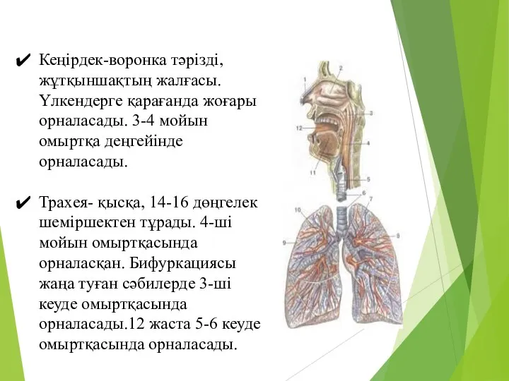 Кеңірдек-воронка тәрізді, жұтқыншақтың жалғасы. Үлкендерге қарағанда жоғары орналасады. 3-4 мойын