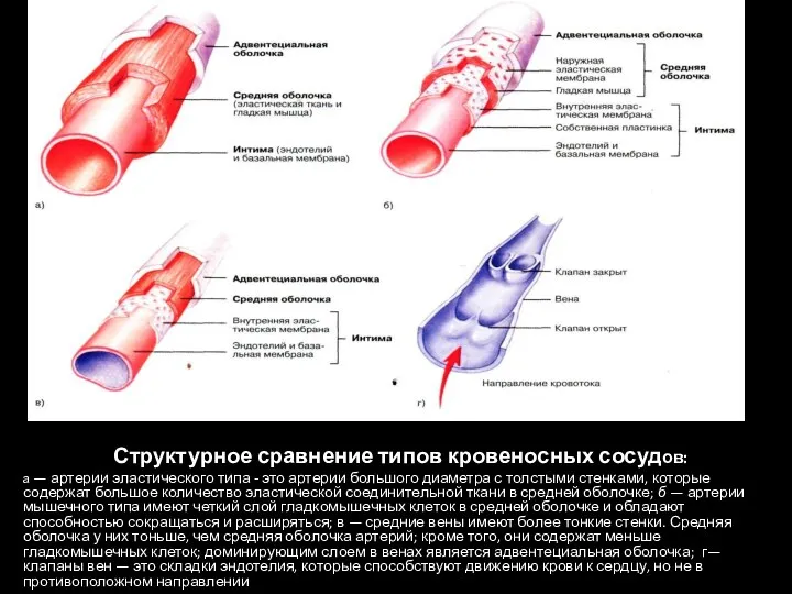 гладкомышечных типов кровеносных сосудов: а — артерии эластического типа -