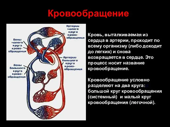 Кровообращение Кровь, выталкиваемая из сердца в артерии, проходит по всему