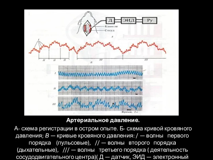 Артериальное давление. А- схема регистрации в остром опыте. Б- схема