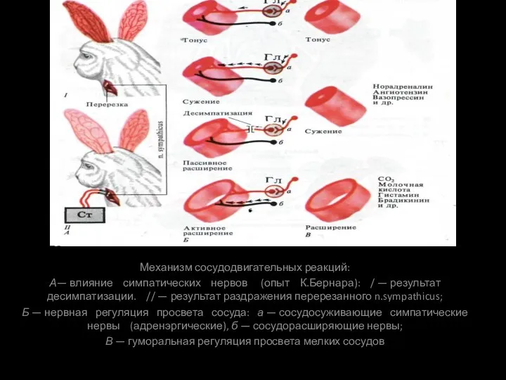 Механизм сосудодвигательных реакций: А— влияние симпатических нервов (опыт К.Бернара): /