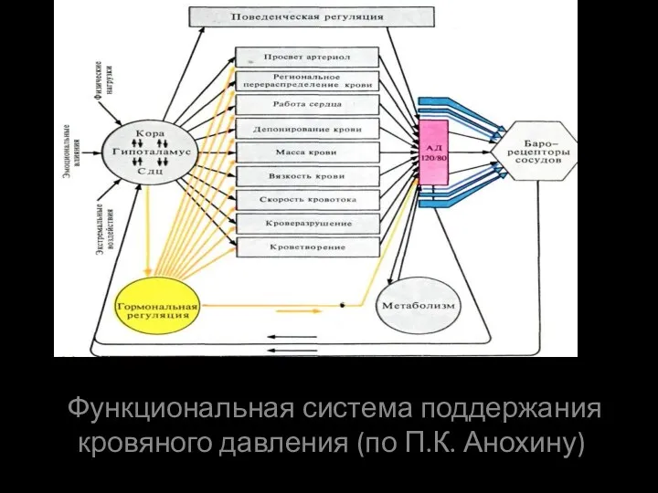 Функциональная система поддержания кровяного давления (по П.К. Анохину)