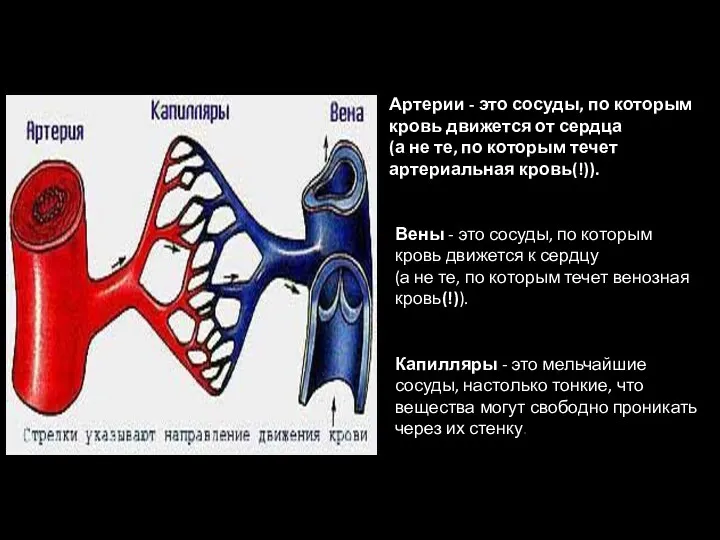 Кровеносные сосуды Артерии - это сосуды, по которым кровь движется