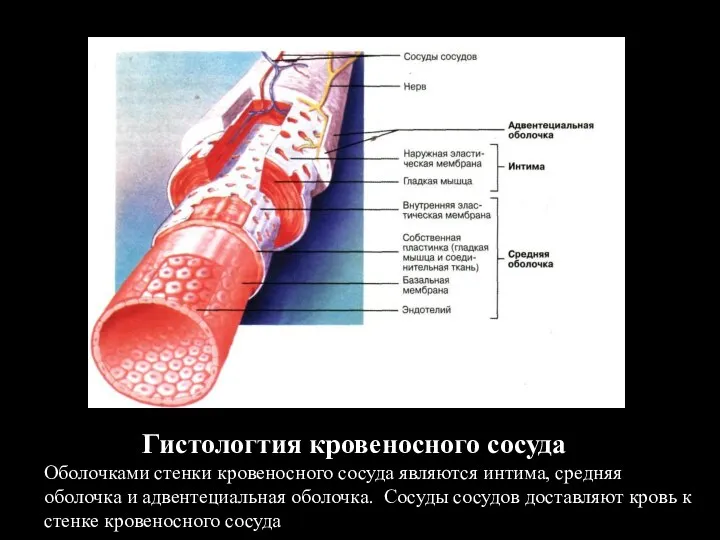 Рис. 21.3. носу Гистологтия кровеносного сосуда Оболочками стенки кровеносного сосуда