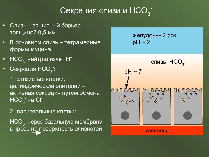 Секреция слизи и НСО3-