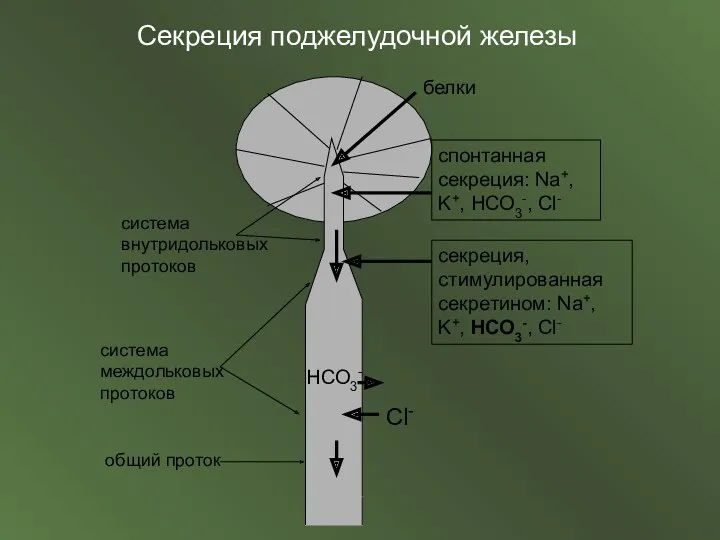 Секреция поджелудочной железы