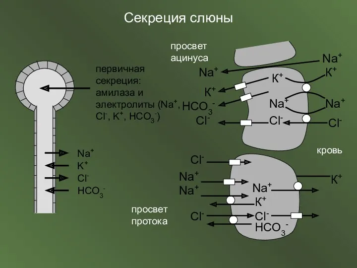 Секреция слюны Na+ Na+