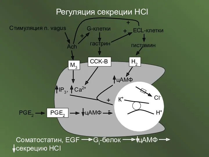 Стимуляция n. vagus Ach Регуляция секреции HCl M3 CCK-B H2