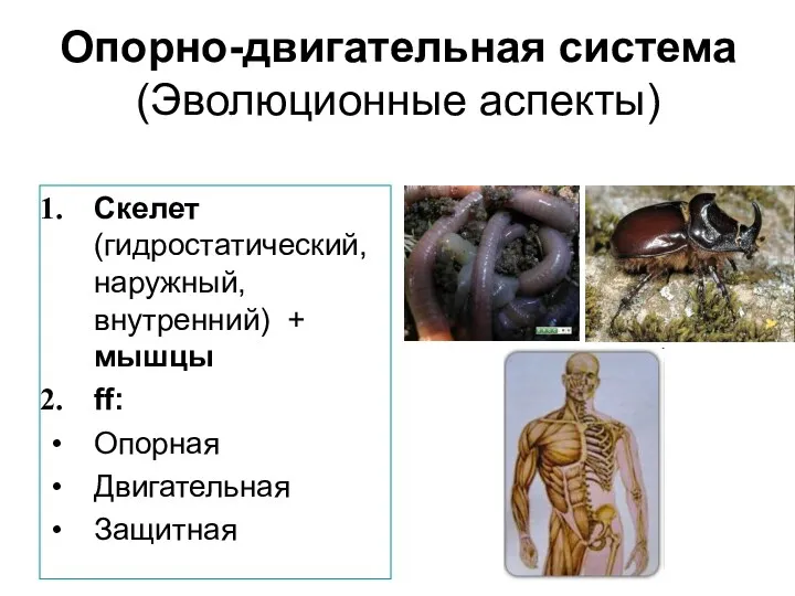 Опорно-двигательная система (Эволюционные аспекты) Скелет (гидростатический, наружный, внутренний) + мышцы ff: Опорная Двигательная Защитная