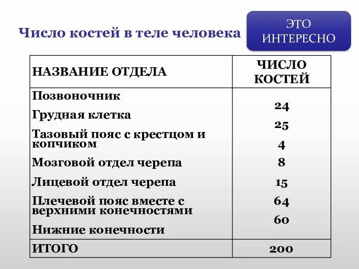 ЭТО ИНТЕРЕСНО Число костей в теле человека