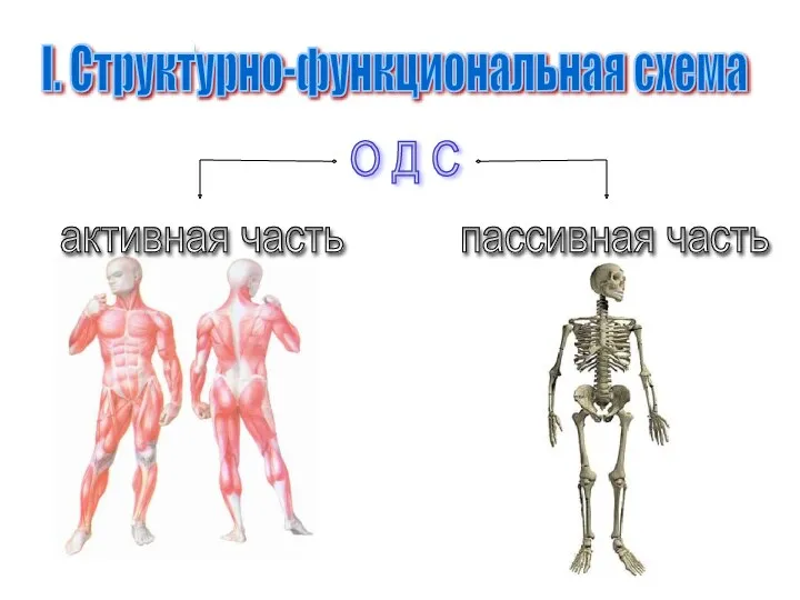 О Д С активная часть пассивная часть I. Структурно-функциональная схема