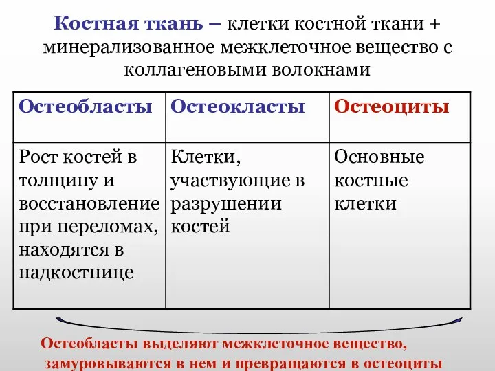 Костная ткань – клетки костной ткани + минерализованное межклеточное вещество