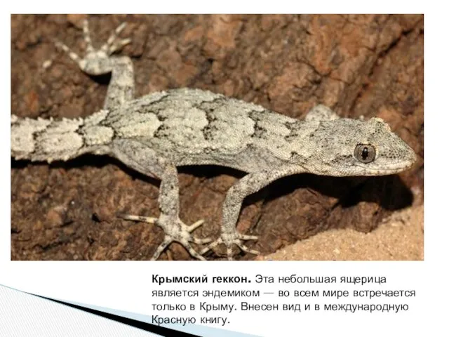 Крымский геккон. Эта небольшая ящерица является эндемиком — во всем