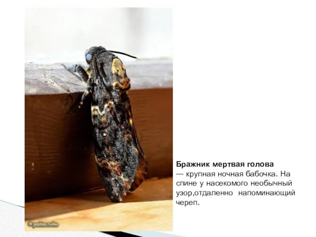 Бражник мертвая голова — крупная ночная бабочка. На спине у насекомого необычный узор,отдаленно напоминающий череп.
