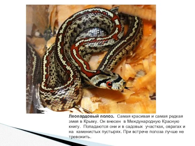 Леопардовый полоз. Самая красивая и самая редкая змея в Крыму.