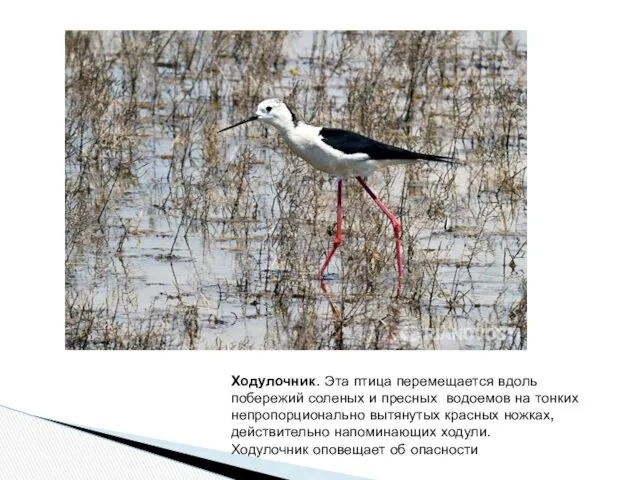 Ходулочник. Эта птица перемещается вдоль побережий соленых и пресных водоемов