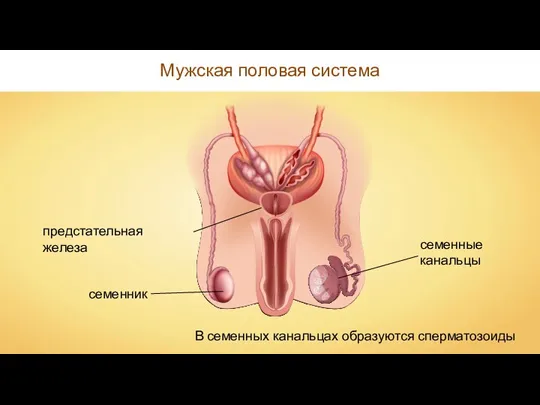 семенник предстательная железа Мужская половая система В семенных канальцах образуются сперматозоиды семенные канальцы