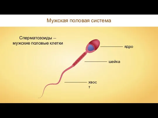 Мужская половая система Сперматозоиды — мужские половые клетки ядро шейка хвост