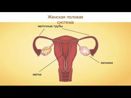 Женская половая система яичники маточные трубы матка