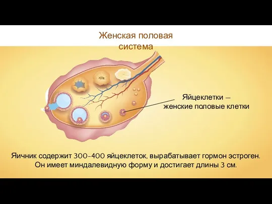 Женская половая система Яичник содержит 300-400 яйцеклеток, вырабатывает гормон эстроген.