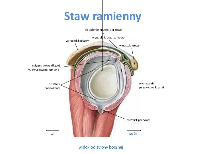 Staw ramienny widok od strony bocznej przód wyrostek barkowy ścięgno