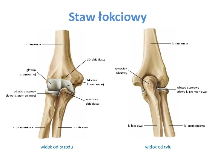 Staw łokciowy widok od tyłu widok od przodu dół dziobiasty