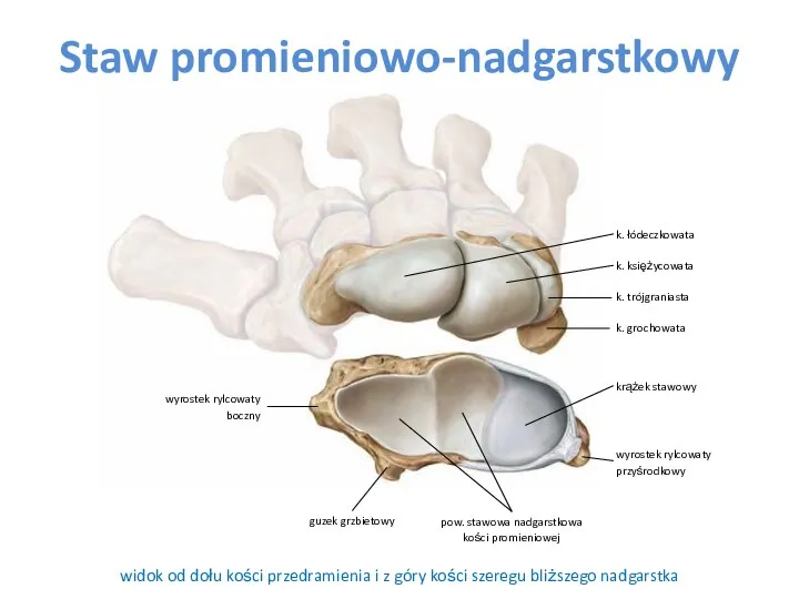 Staw promieniowo-nadgarstkowy widok od dołu kości przedramienia i z góry