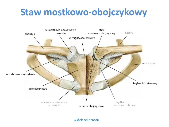 Staw mostkowo-obojczykowy widok od przodu obojczyk I żebro w. mostkowo-obojczykowe