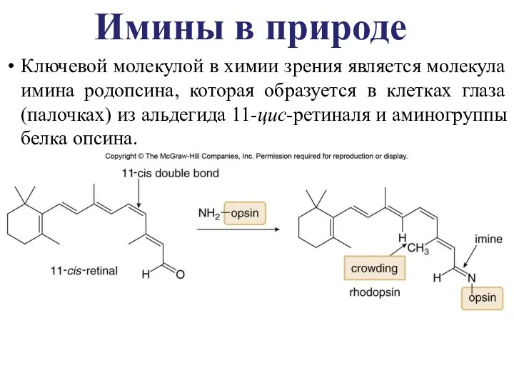 Ключевой молекулой в химии зрения является молекула имина родопсина, которая