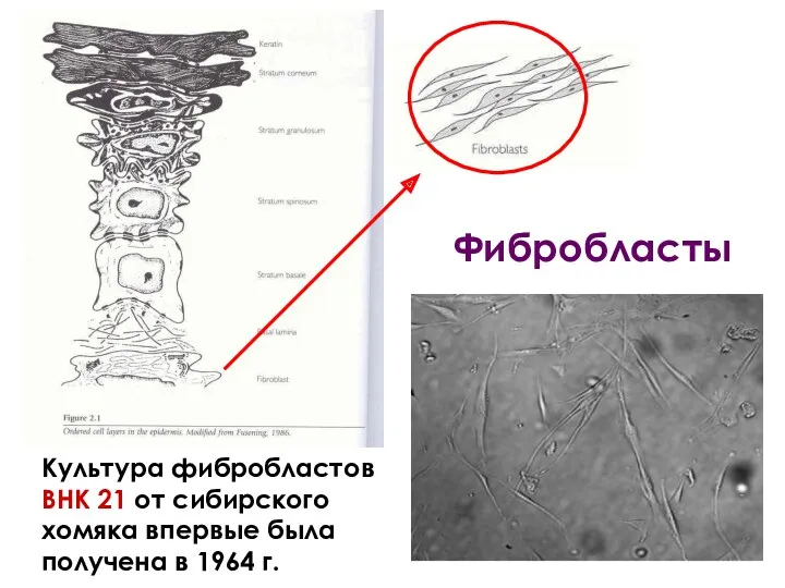 Фибробласты Культура фибробластов ВНК 21 от сибирского хомяка впервые была получена в 1964 г.