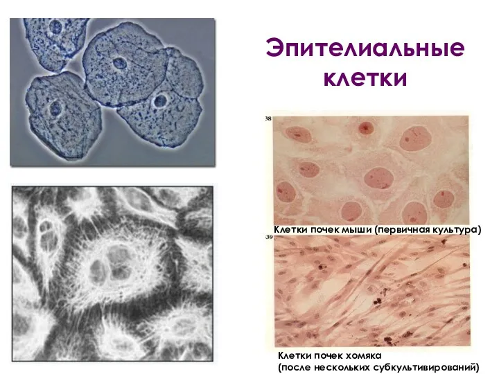 Эпителиальные клетки Клетки почек мыши (первичная культура) Клетки почек хомяка (после нескольких субкультивирований)