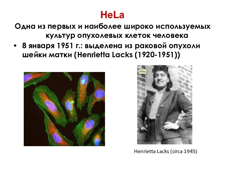 HeLa Одна из первых и наиболее широко используемых культур опухолевых