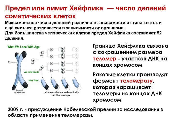 Предел или лимит Хейфлика — число делений соматических клеток Максимальное