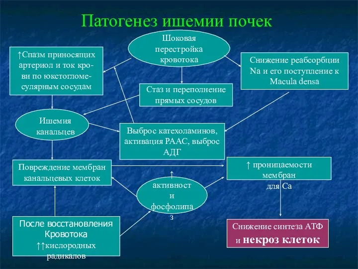 Патогенез ишемии почек Шоковая перестройка кровотока ↑Спазм приносящих артериол и