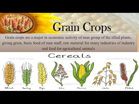 Grain crops are a major in economic activity of man