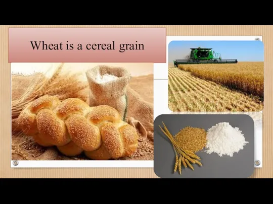 Wheat is a cereal grain