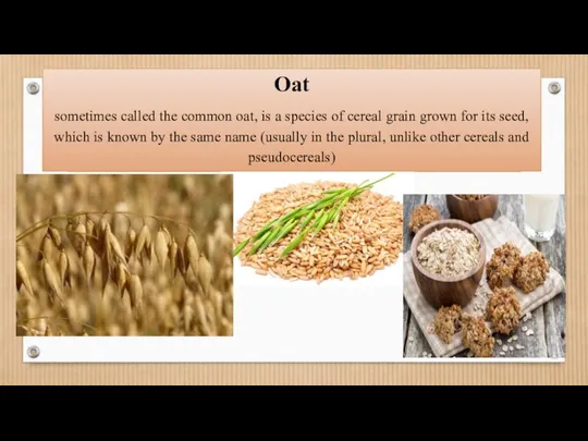 Oat sometimes called the common oat, is a species of