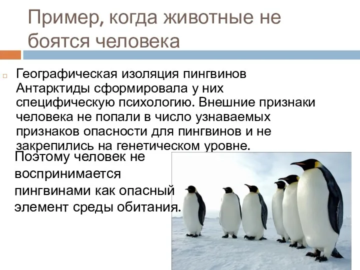 Пример, когда животные не боятся человека Географическая изоляция пингвинов Антарктиды