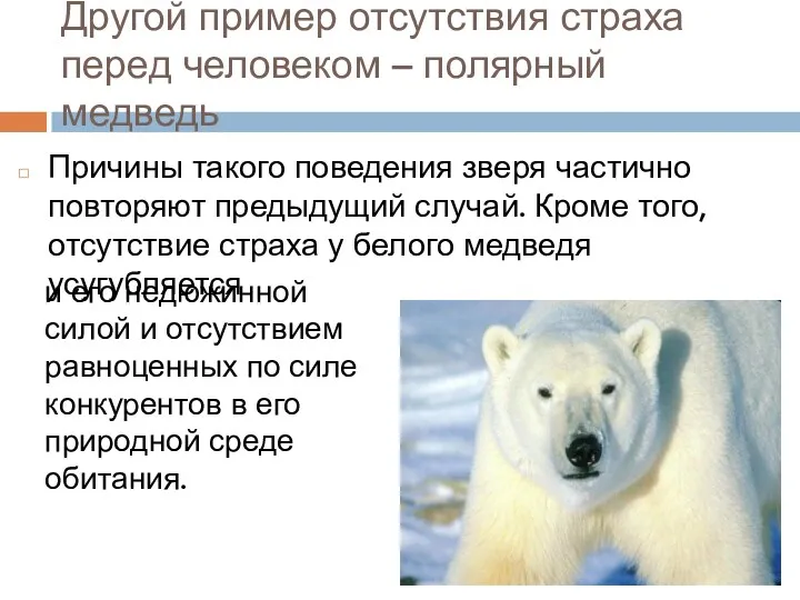 Другой пример отсутствия страха перед человеком – полярный медведь Причины