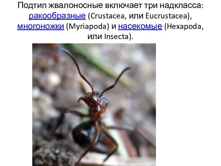 Подтип жвалоносные включает три надкласса: ракообразные (Crustacea, или Eucrustacea), многоножки (Myriapoda) и насекомые (Hexapoda, или Insecta).