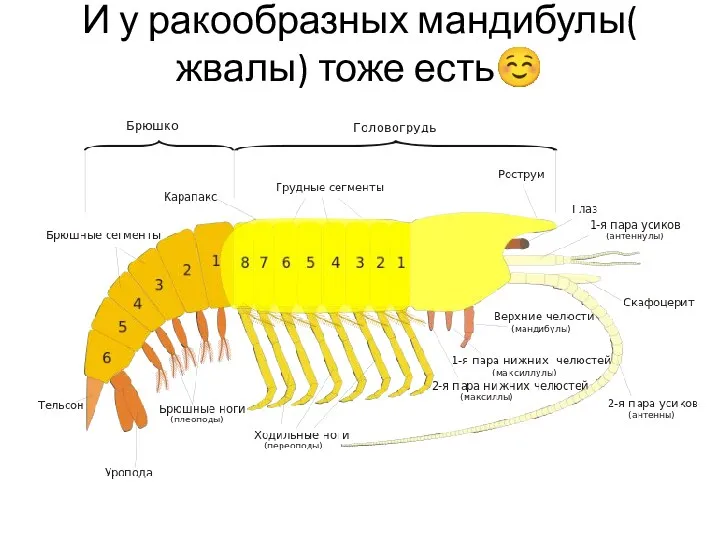 И у ракообразных мандибулы( жвалы) тоже есть☺