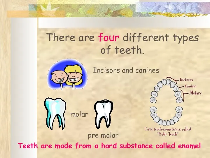 There are four different types of teeth. molar pre molar